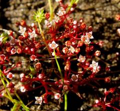 Crassula vaillantii