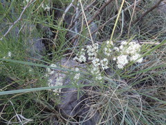 Asparagus angusticladus