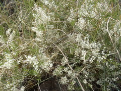 Asparagus angusticladus