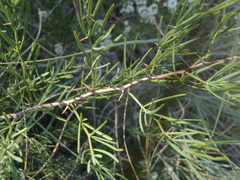 Asparagus angusticladus