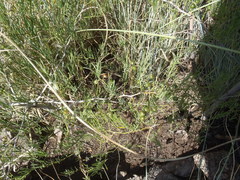 Asparagus angusticladus