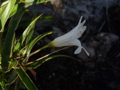Xerophyta adendorffii