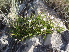 Xerophyta adendorffii