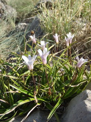 Xerophyta adendorffii