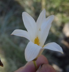 Xerophyta adendorffii