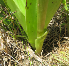 Satyrium longicauda longicauda