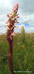 Satyrium longicauda longicauda