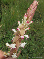 Satyrium longicauda longicauda