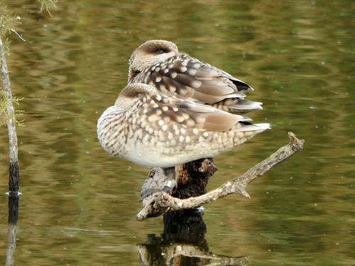 Foto de Marbled Duck