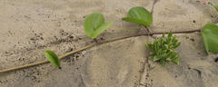 Ipomoea pes-caprae brasiliensis