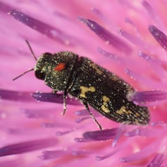 Acmaeodera neoneglecta