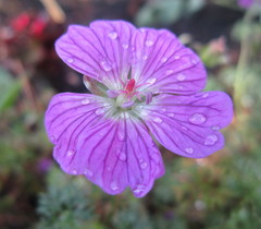 Geranium incanum multifidum