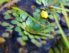 Ludwigia sedoides