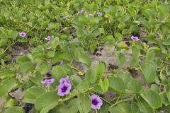 Ipomoea pes-caprae brasiliensis