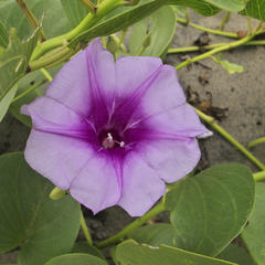 Ipomoea pes-caprae brasiliensis
