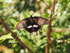 Papilio polytes stichius