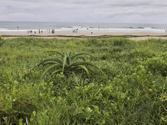 Ipomoea pes-caprae brasiliensis