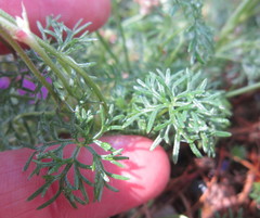 Geranium incanum multifidum