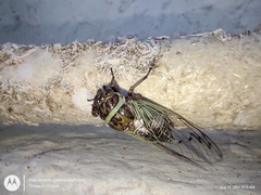 Diceroprocta marevagans