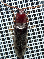 Stenagostus rhombeus