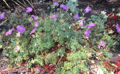 Geranium incanum multifidum