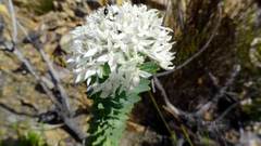 Lachnaea macrantha