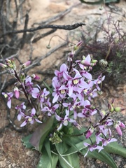 Cyanella