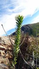 Lachnaea macrantha
