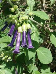 Iochroma