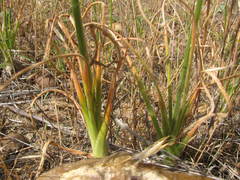 Albuca viscosa