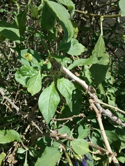 Iochroma