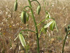 Albuca viscosa