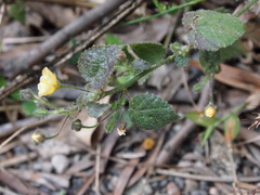 Sida cordata