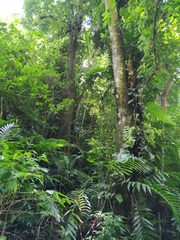 Chamaedorea tepejilote