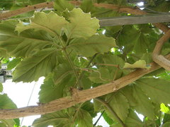 Tetrastigma voinierianum