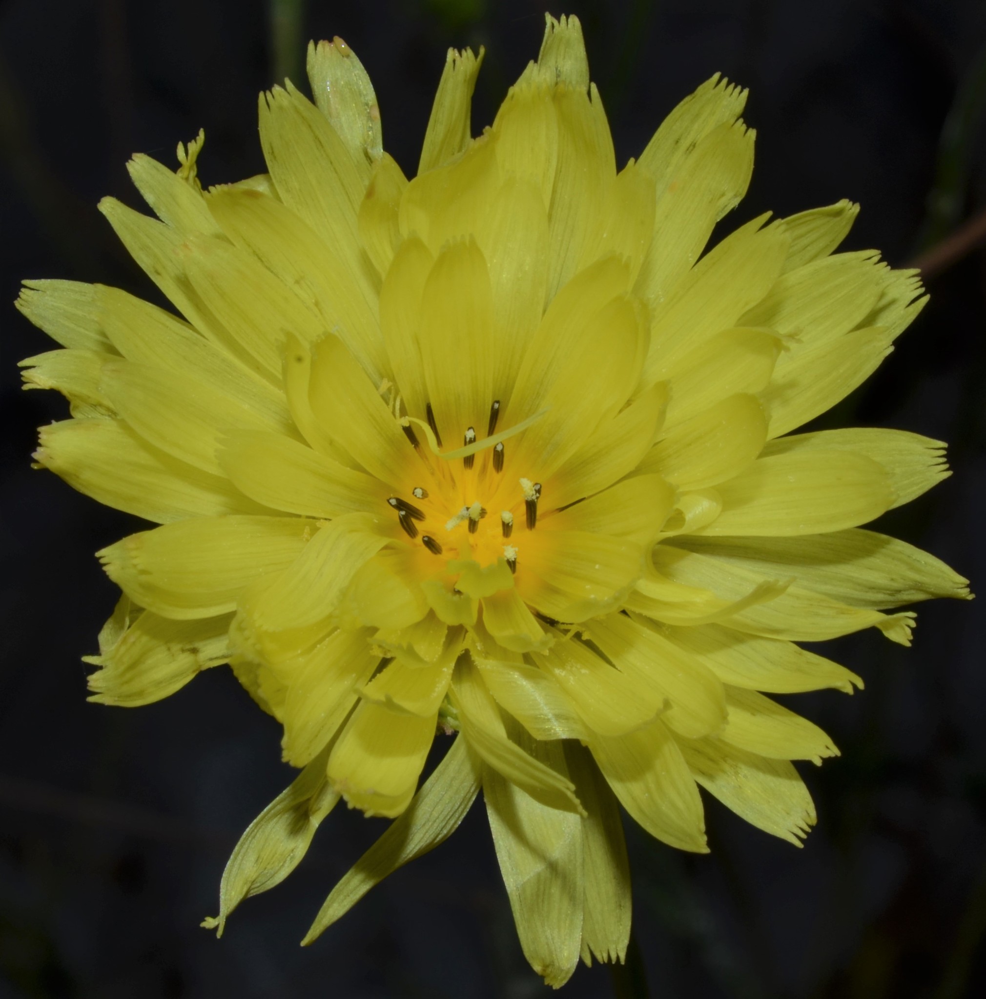Pyrrhopappus carolinianus