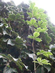 Tetrastigma voinierianum