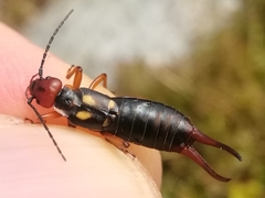Anechura bipunctata