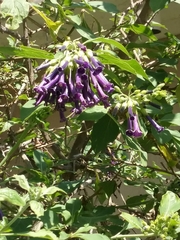 Iochroma