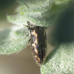 Acmaeodera neoneglecta