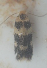 Etainia sericopeza