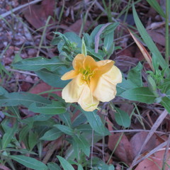 Oenothera elata hirsutissima