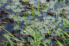 Ludwigia sedoides