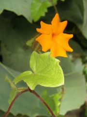 Thunbergia gregorii