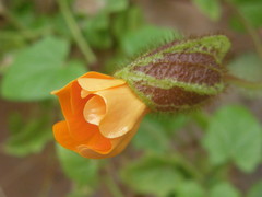 Thunbergia gregorii