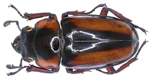 Prosopocoilus savagei