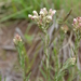 Helichrysum rugulosum - Photo (c) Jan-Hendrik Keet, algunos derechos reservados (CC BY-NC), subido por Jan-Hendrik Keet