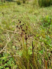 Juncus acutiflorus