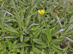 Gazania rigens uniflora