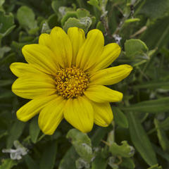 Gazania rigens uniflora